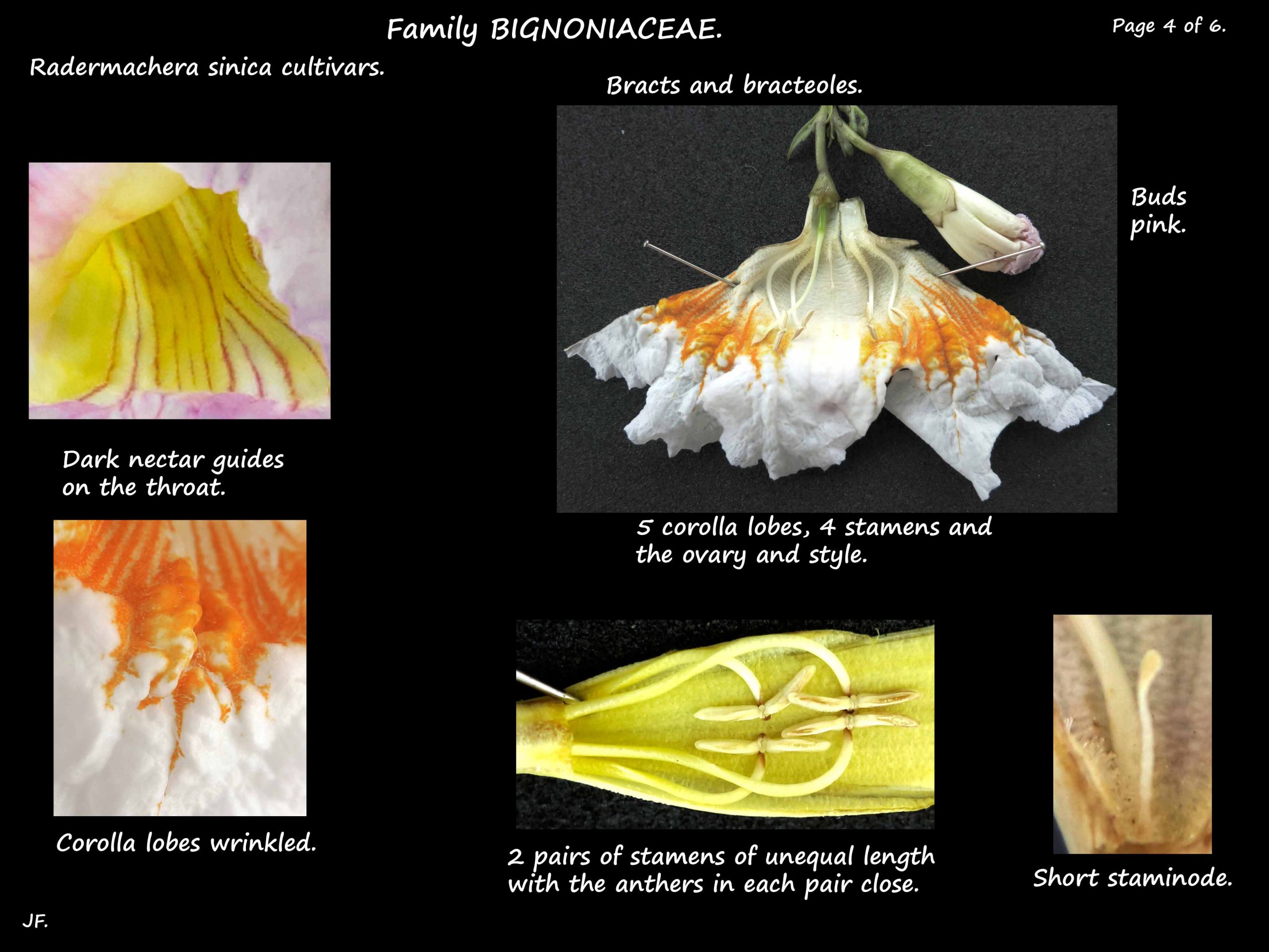 4 Radermachera cultivar corolla & stamens